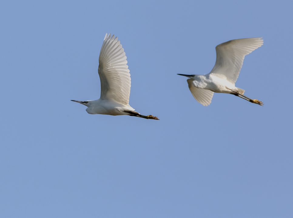 Little egrets on the merse